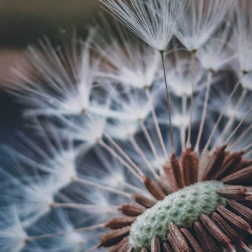 Dandelion