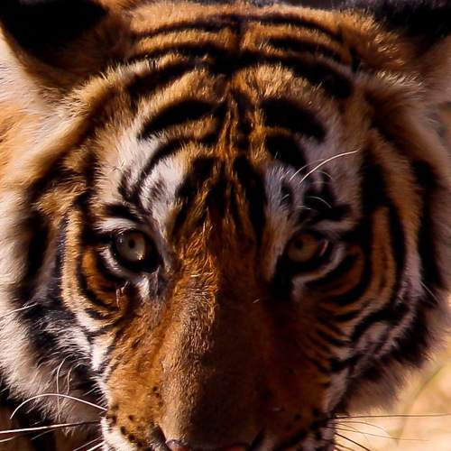 Photo #6200845