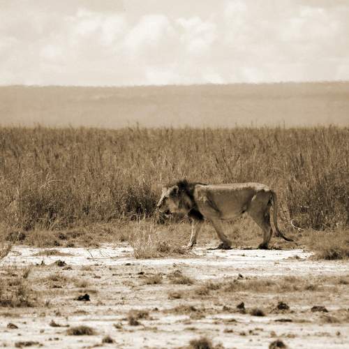 A lone King