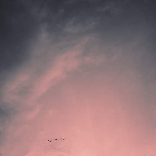 Fly Like Stork