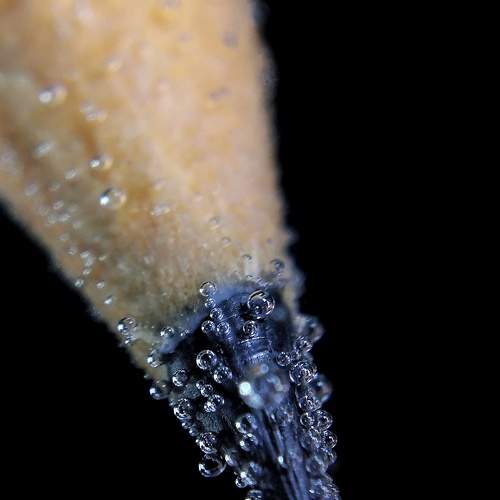Macro