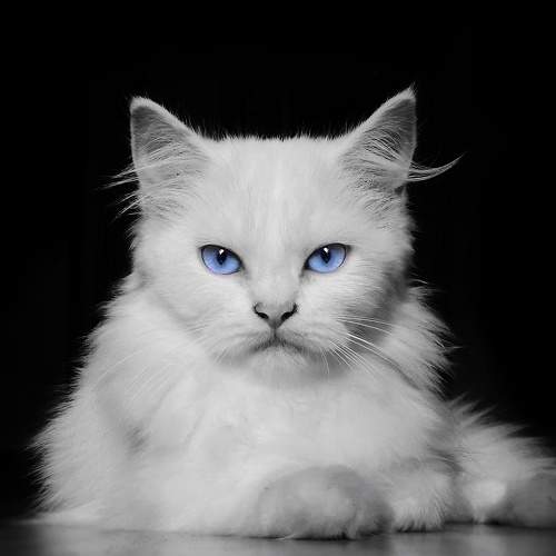 cat portrait