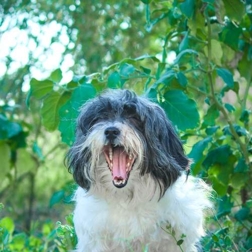 dog portrait