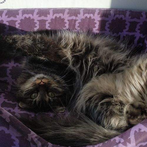 Photo #6201663