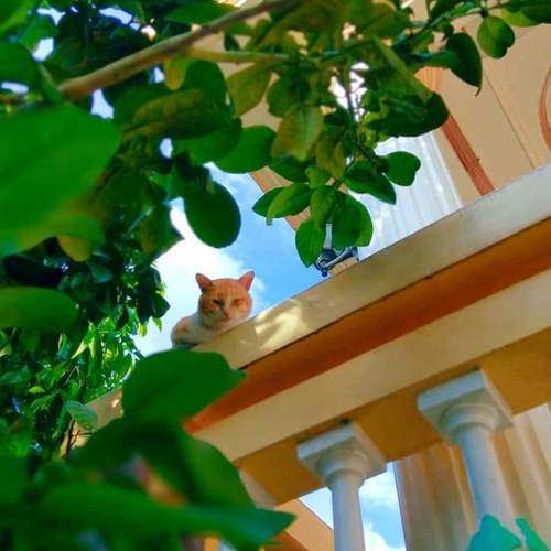 Focus on meOW