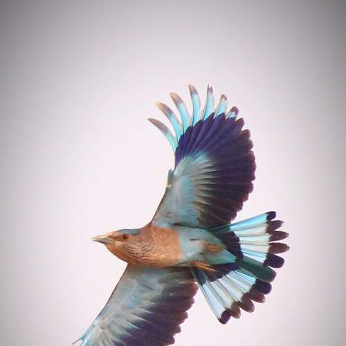 Bird Name - Indian Roller