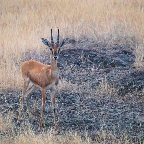 The Chinkara