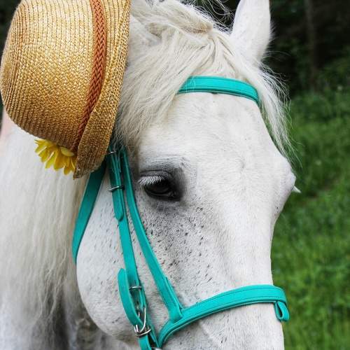 Photo #6203467