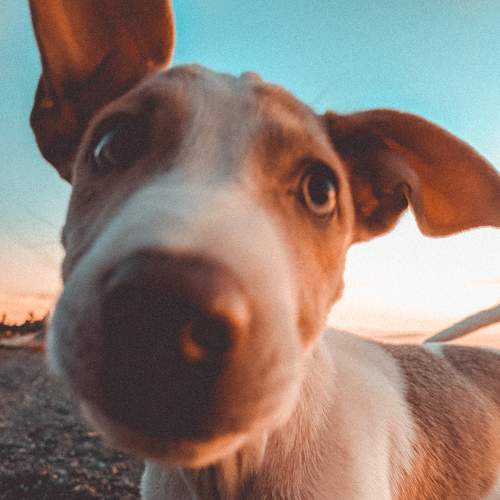 Photo #6203483