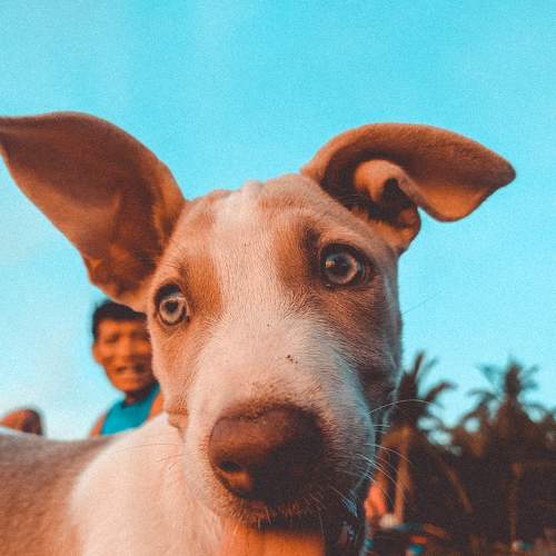 Photo #6203487
