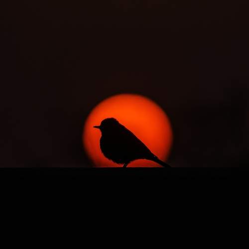 Loneliness