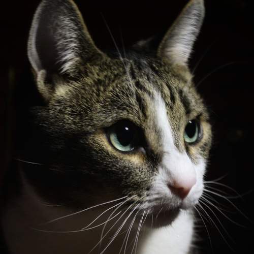 Photo #6203757