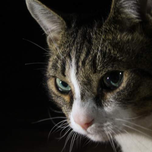Photo #6203758