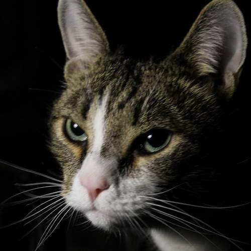 Photo #6203759