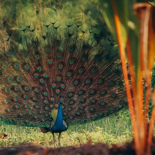 Peacock Dance