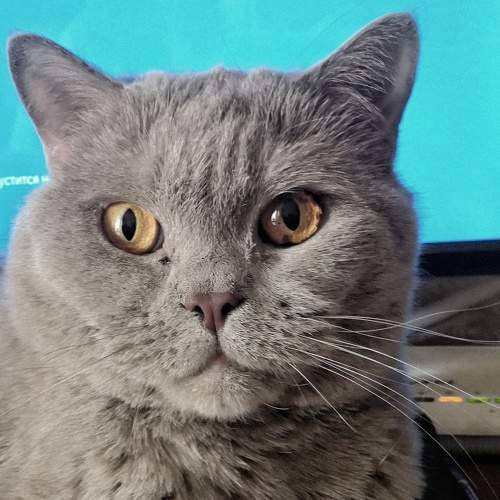 Photo #6204242