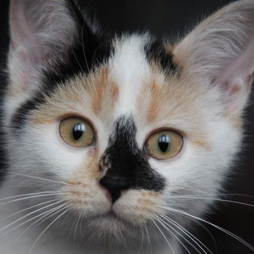 Photo #6205130