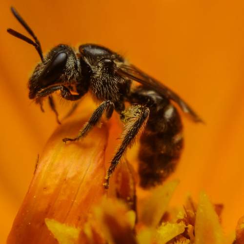 My bee