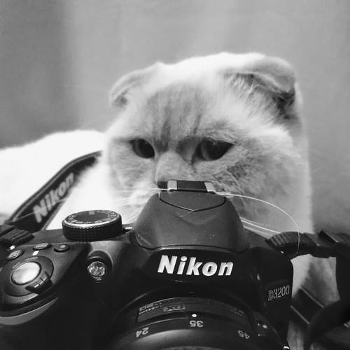 Photo #6205164
