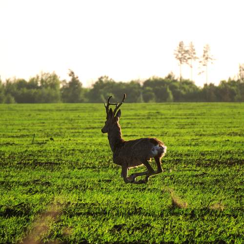 Photo #6205295
