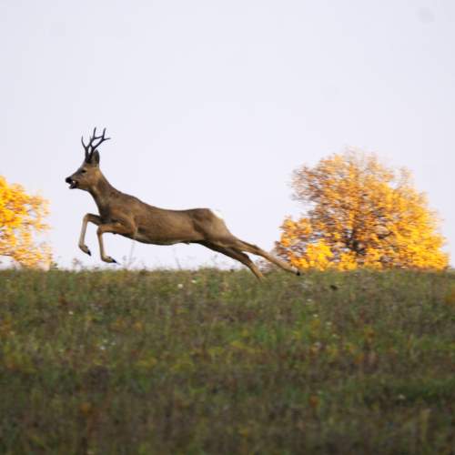 Photo #6205300