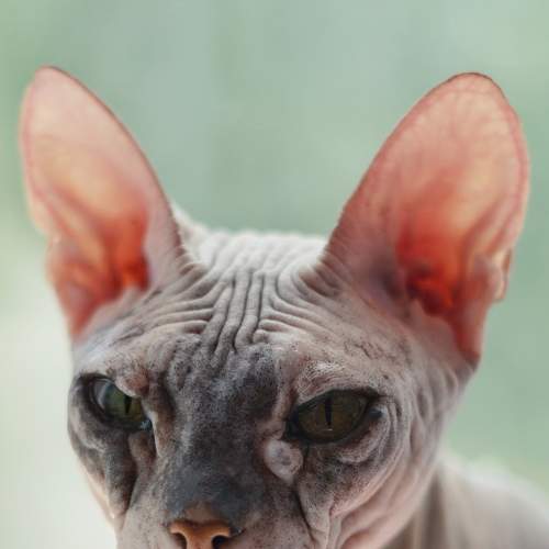 Photo #6205882