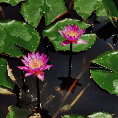 Be like lotus