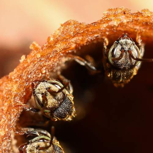 Bee, little bee