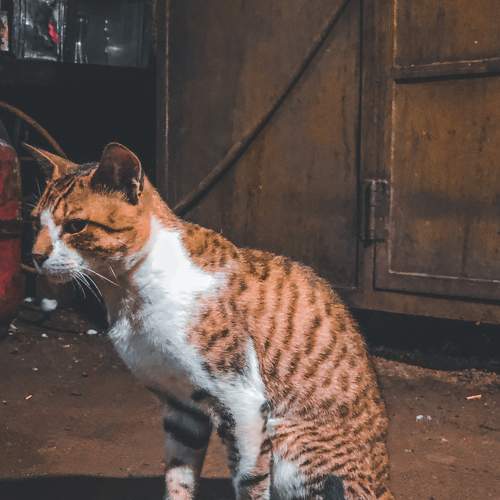 Badass cat.