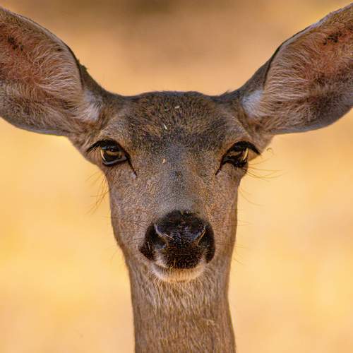Photo #6206805