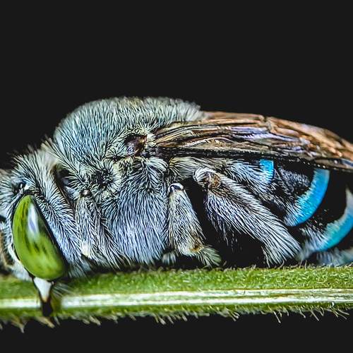 Honey bee resting