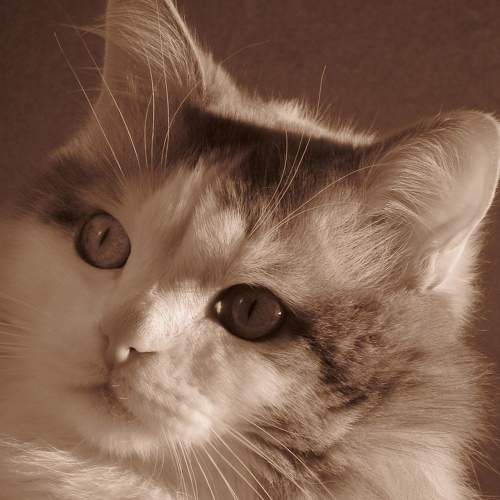 Photo #6207193
