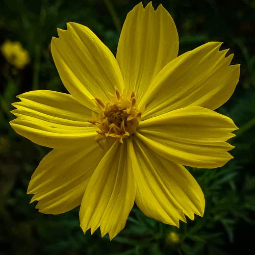 SIMPLICITY IN YELLOW