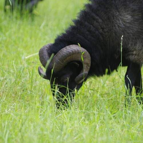 Horned animals