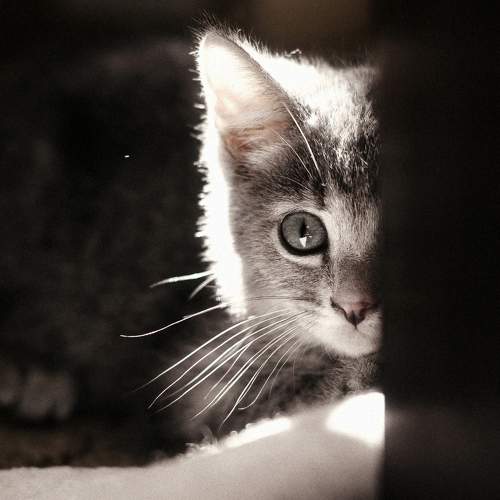 Photo #6208327