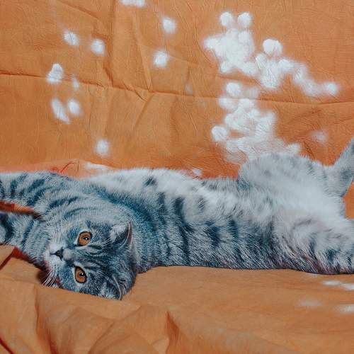 Photo #6209089