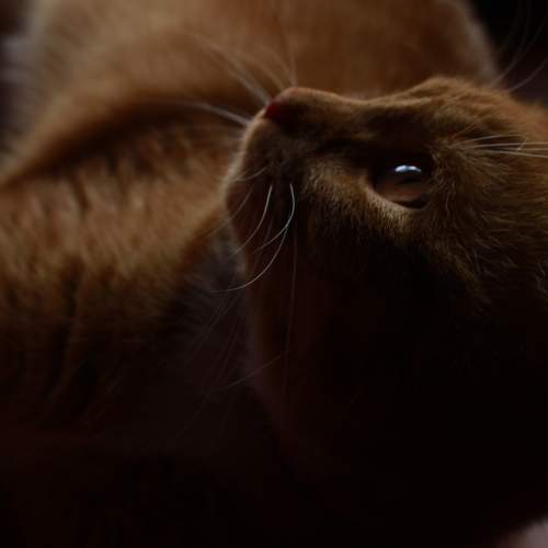 Photo #6209229