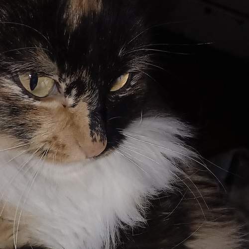Photo #6209597