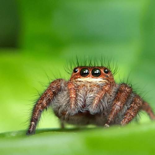 Jumping Spider.