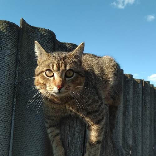 Photo #6210065
