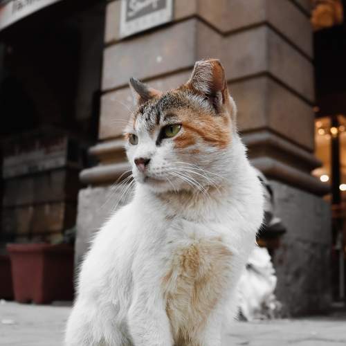 Street pet