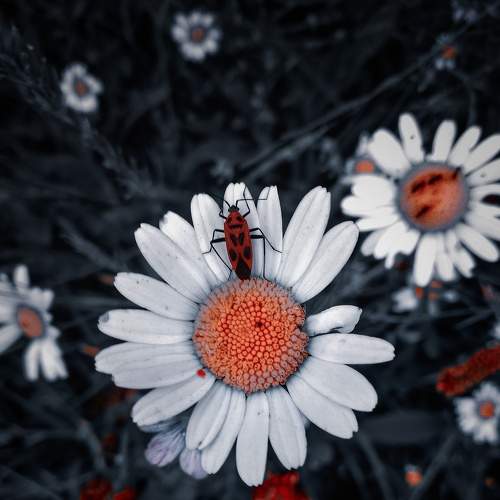 Daisies