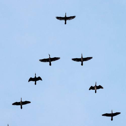Indian Cormorant migration Flight