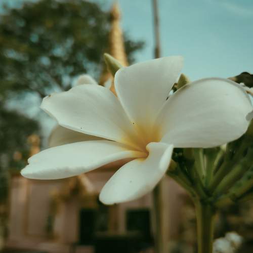 Flower