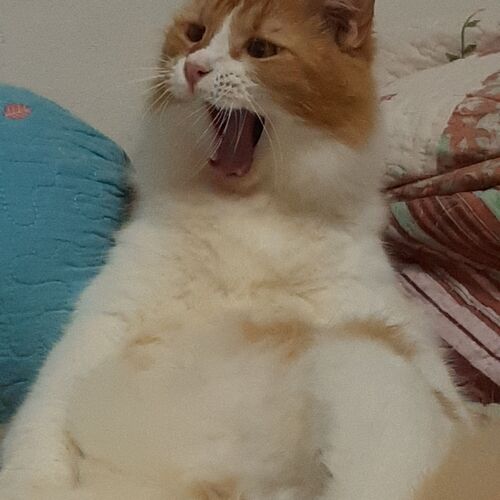 Roar!