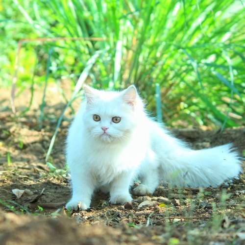 Photo #6210918