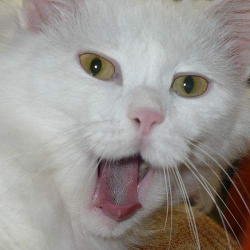 Photo #6211075