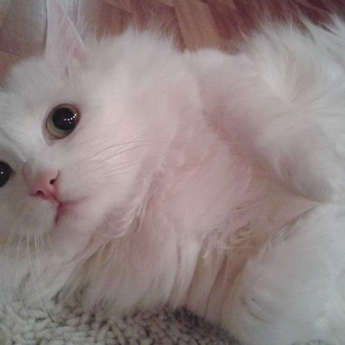Photo #6211138