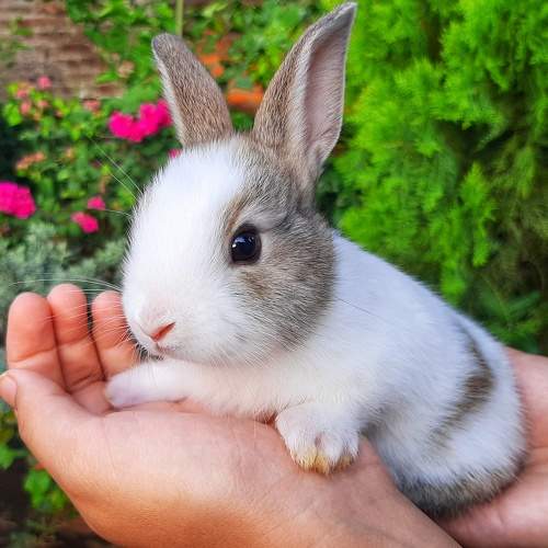 Photo #6211309