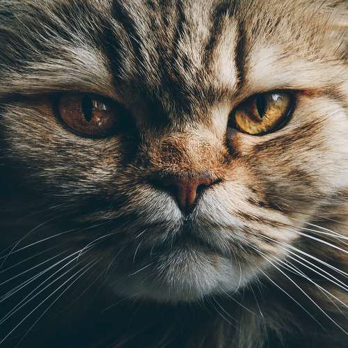 Photo #6211386